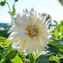 'Café au Lait' Dahlia thrives in hot and sunny gardens.