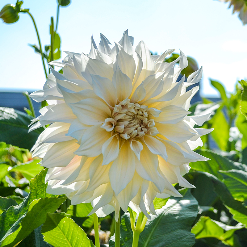 'Café au Lait' Dahlia thrives in hot and sunny gardens.