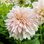 'Café au Lait' Dahlia has romantic soft pink blooms.