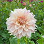 'Café au Lait' Dahlia has petals that are darker towards the center and fade into a lighter color at the tips.