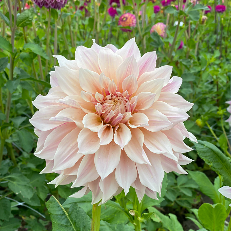'Café au Lait' Dahlia has petals that are darker towards the center and fade into a lighter color at the tips.