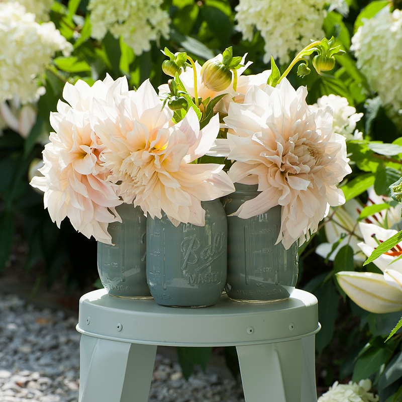 'Café au Lait' Dahlia makes a lovely cut flower.