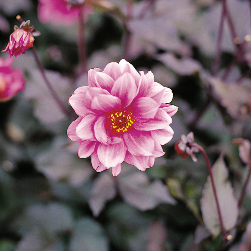 Fascination' Dahlia has semi-double blooms with a warm burgundy center.