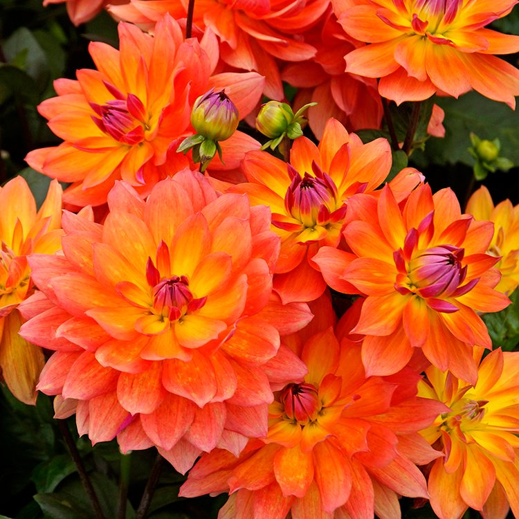 Dahlias Perennials Great Garden Plants