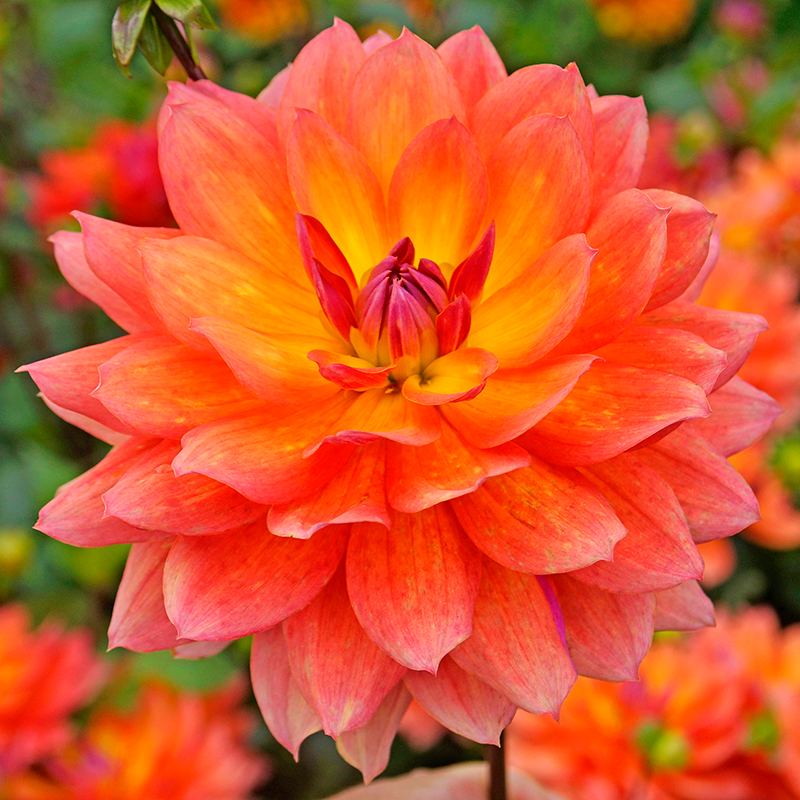 'Firepot' Dahlia has fiery colors for your garden.