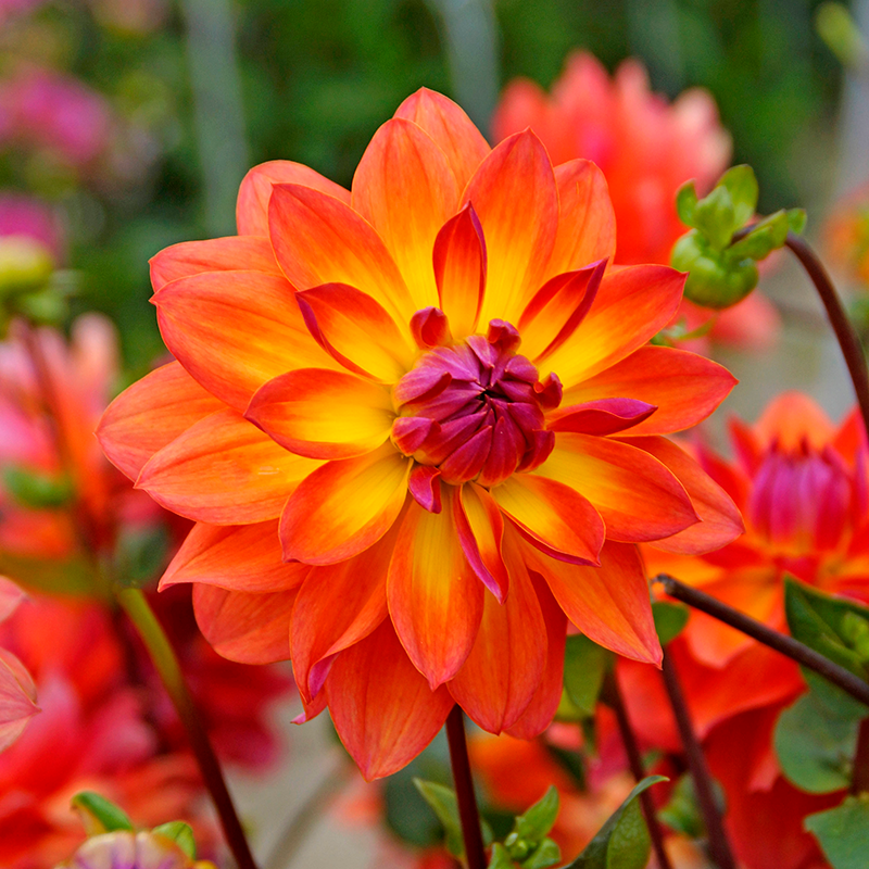 'Firepot' Dahlia blooms resemble a flame.