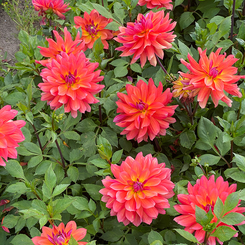 'Firepot' Dahlia has beautiful large blooms all summer long.