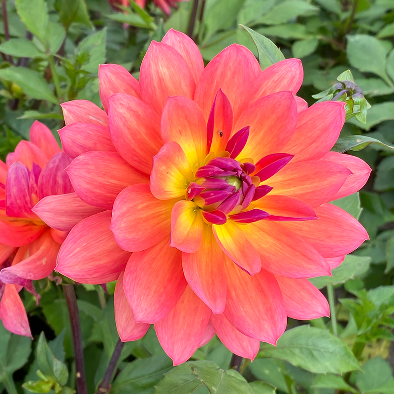 'Firepot' Dahlia has beautiful blooms held up by sturdy stems.