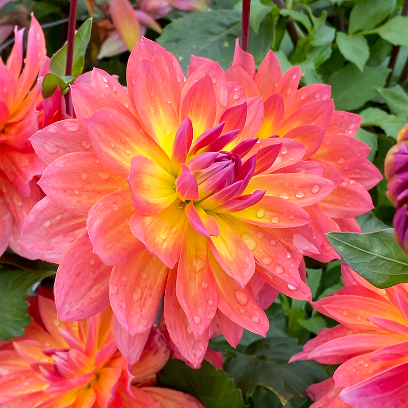 'Firepot' Dahlia has coral pink blooms all summer long.