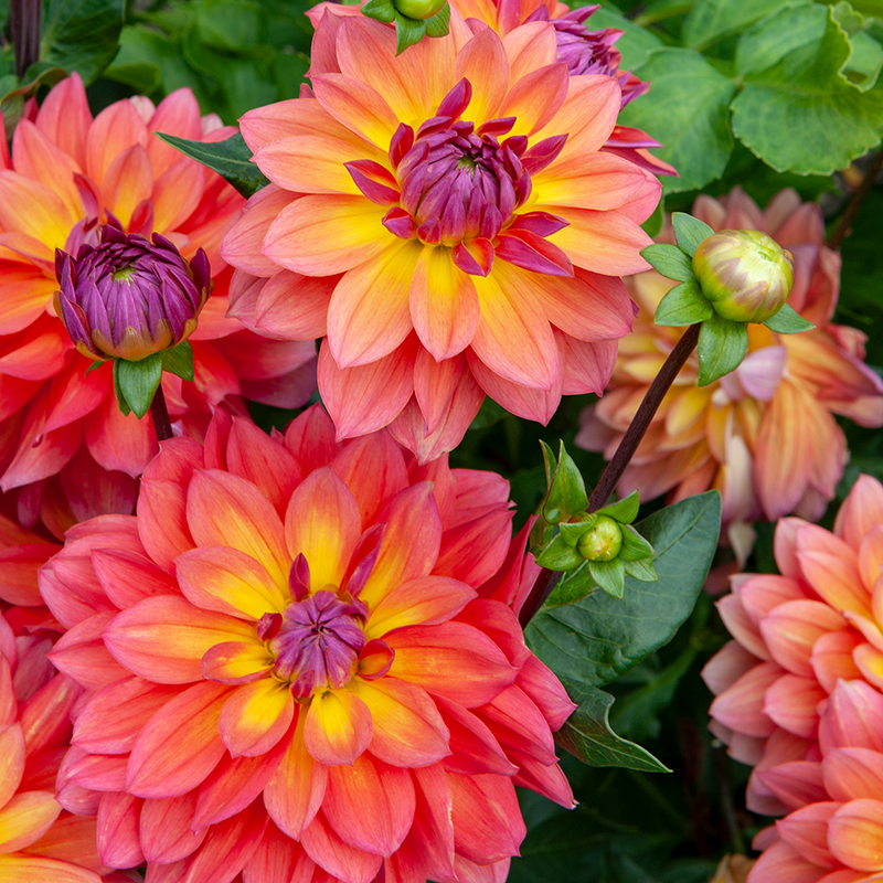 'Firepot' Dahlia continuously blooms all summer.