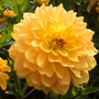 'Karma Gold' Dahlia has sunny golden blooms perfect for a pop of color to  your garden!