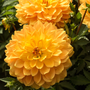 'Karma Gold' Dahlia has huge 6 inch golden yellow blooms.