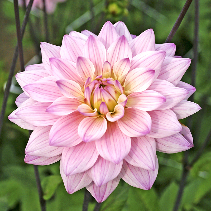 'Karma Prospero' Dahlia Perennials Great Garden Plants