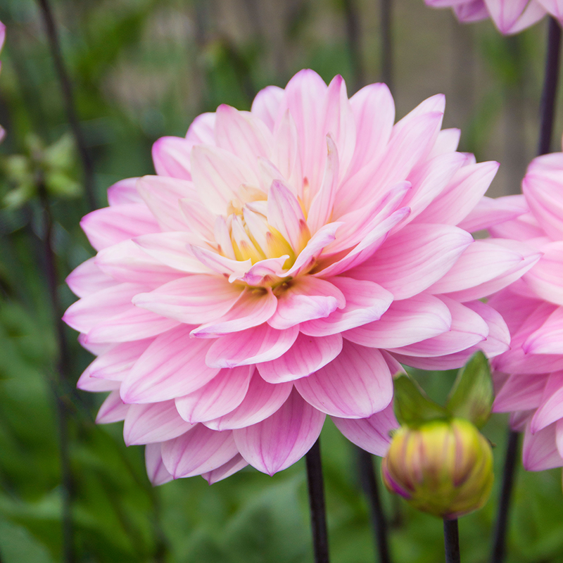 'Karma Prospero' Dahlia has waterlily-like blooms .