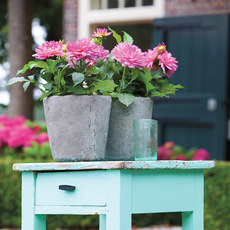 'Karma Prospero' Dahlia is perfect  for containers.