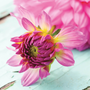 'Karma Prospero' Dahlia has waterlily-like blooms that look iridescent.