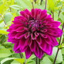 Le dahlia 'Thomas A. Edison' possède des pétales d'un violet profond !