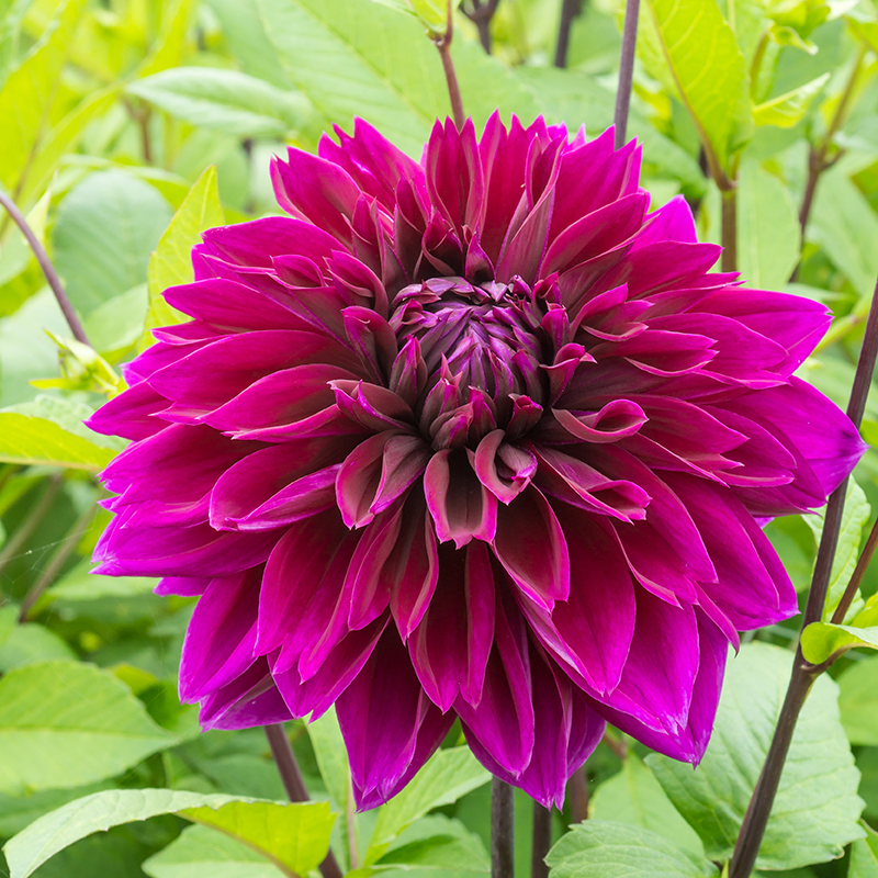 Le dahlia 'Thomas A. Edison' possède des pétales d'un violet profond !
