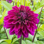 Le dahlia 'Thomas A. Edison' possède d'énormes fleurs de 8 cm de diamètre.