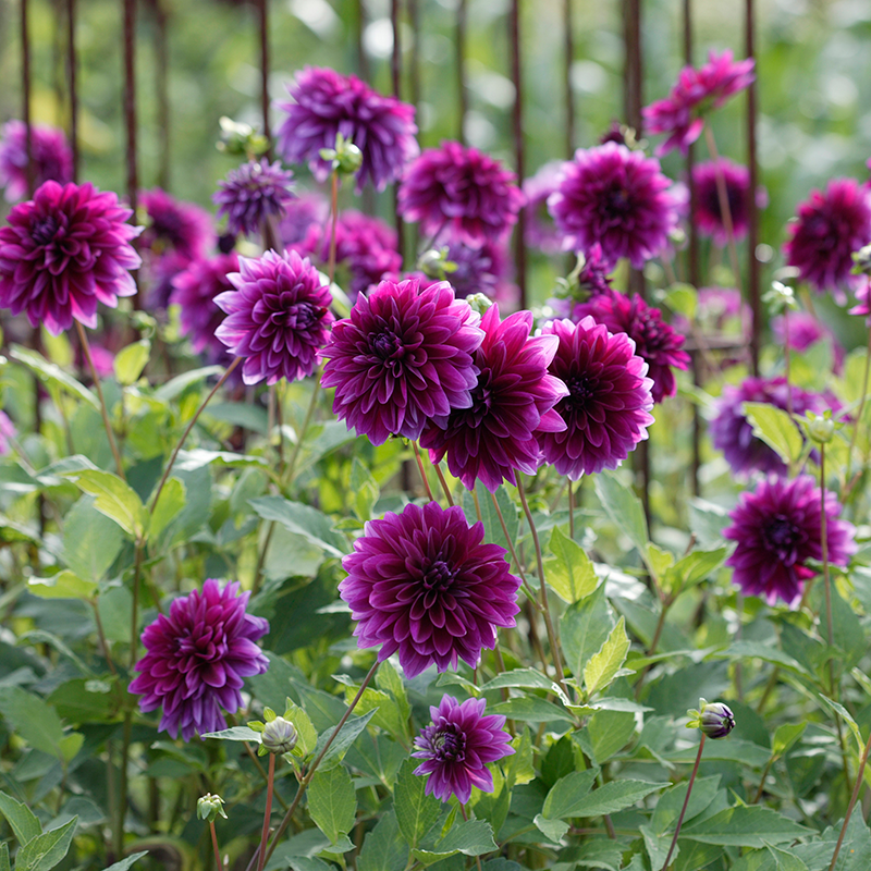 Le dahlia 'Thomas A. Edison' est une variété à floraison abondante.