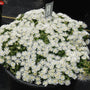 Hot Cakes Coconut Crush Ice Plant in a container. 