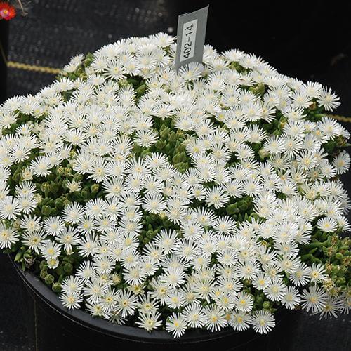 Hot Cakes Coconut Crush Ice Plant in a container. 