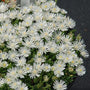 Hot Cakes Coconut Crush Ice Plant's crisp white flowers. 