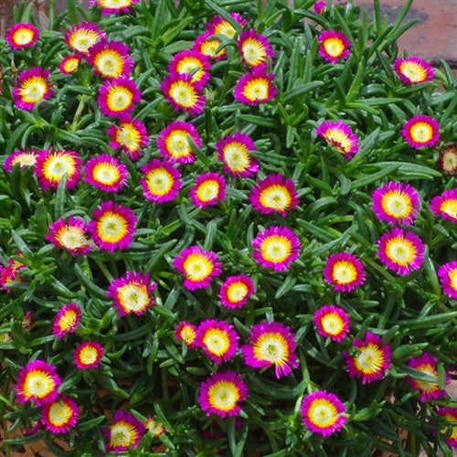 Wheels of Wonder® Hot Pink Wonder Ice Plant is heat loving with succulent foliage.