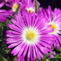 Wheels of Wonder Purple Wonder Ice Plant has multicolored summer blooms all season long.