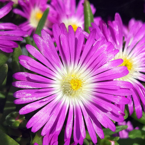 Wheels of Wonder Purple Wonder Ice Plant has multicolored summer blooms all season long.