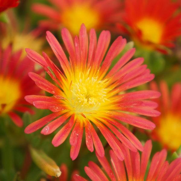 Wheels of Wonder® Fire Wonder Ice Plant has multi colored blooms all summer long!