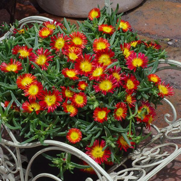 Wheels of Wonder® Fire Wonder Ice Plant is ideal for container on a hot patio.