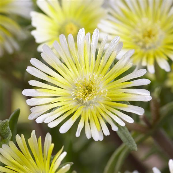 La plante glaciale Wheels of Wonder® Limoncello offre des fleurs blanches et jaunes tout l'été.