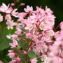 Le deutzia Yuki Cherry Blossom possède de superbes fleurs roses.