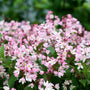 Le deutzia Yuki Cherry Blossom possède de superbes fleurs roses.