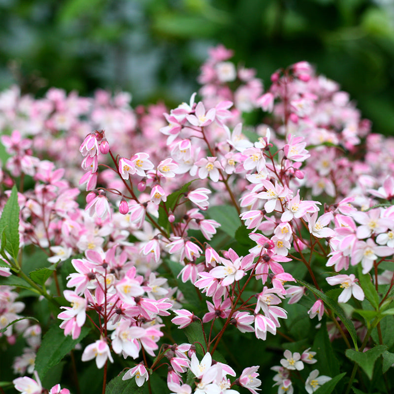 Le deutzia Yuki Cherry Blossom possède de superbes fleurs roses.