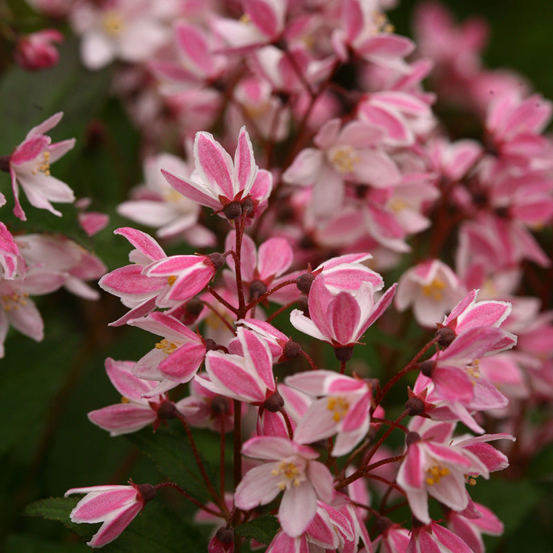 Le deutzia Yuki Cherry Blossom possède de superbes fleurs roses.