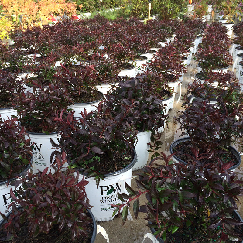 Les deutzias Yuki Cherry Blossom sont très résistantes aux cerfs et nécessitent peu d'entretien. 