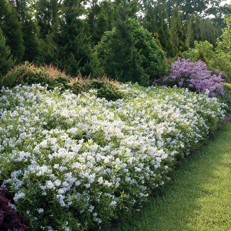 Yuki Snowflake Deutzia has delicate white blooms.