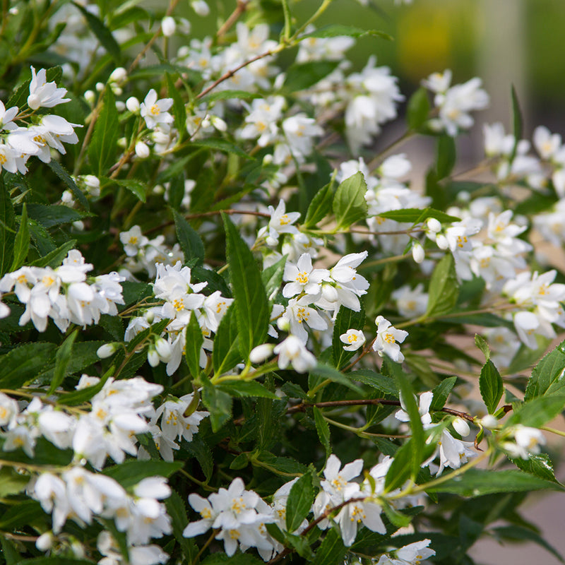 Yuki Snowflake Deutzia has delicate white blooms.