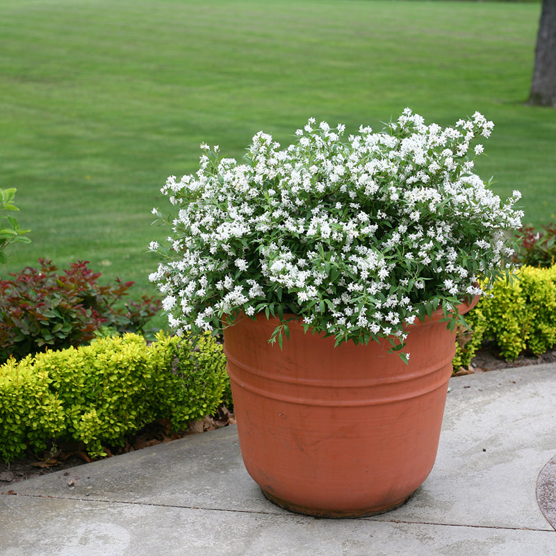 Proven Winners Yuki Snowflake Deutzia - Thumbnail 5