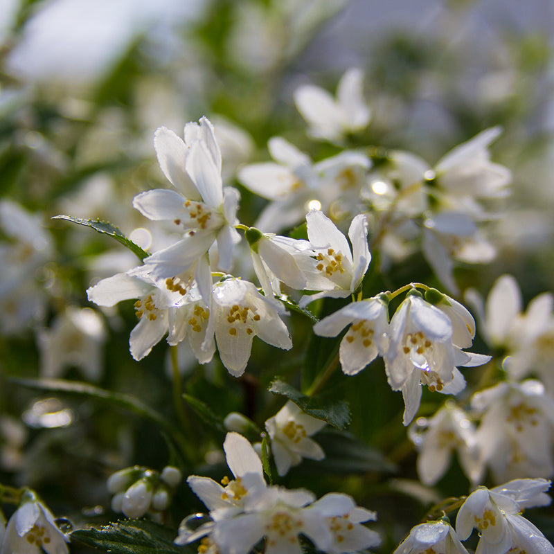 Proven Winners Yuki Snowflake Deutzia - Thumbnail 4
