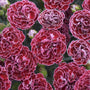 Fruit Punch Cherry Vanilla Dianthus with deep red-pink and white carnation blooms. 