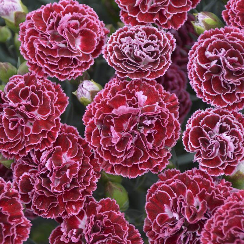 Fruit Punch Cherry Vanilla Dianthus with deep red-pink and white carnation blooms. 