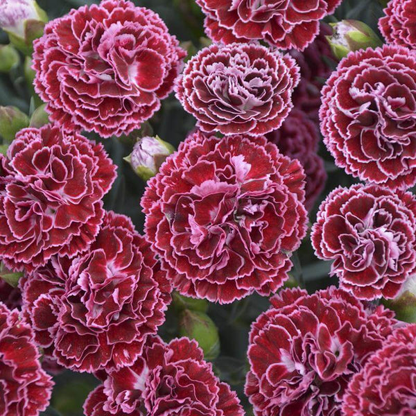 Fruit Punch® 'Cherry Vanilla' Dianthus | Perennials – Great Garden