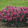 Dianthus Cherry Vanilla with deep red-pink flowers floating over handsome blue-green foliage. 