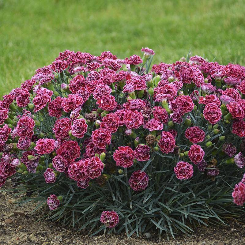Dianthus Cherry Vanilla with deep red-pink flowers floating over handsome blue-green foliage. 