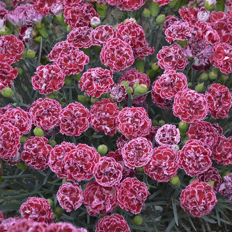 Fruit Punch Cherry Vanilla Dianthus with ruffled deep red-pink and crisp white blooms. 