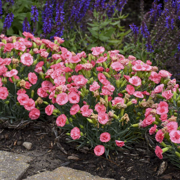 Fruit Punch® 'Classic Coral' Dianthus is drought tolerant and easy to grow.