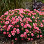 Fruit Punch® 'Classic Coral' Dianthus blooms early summer and then again in the fall.